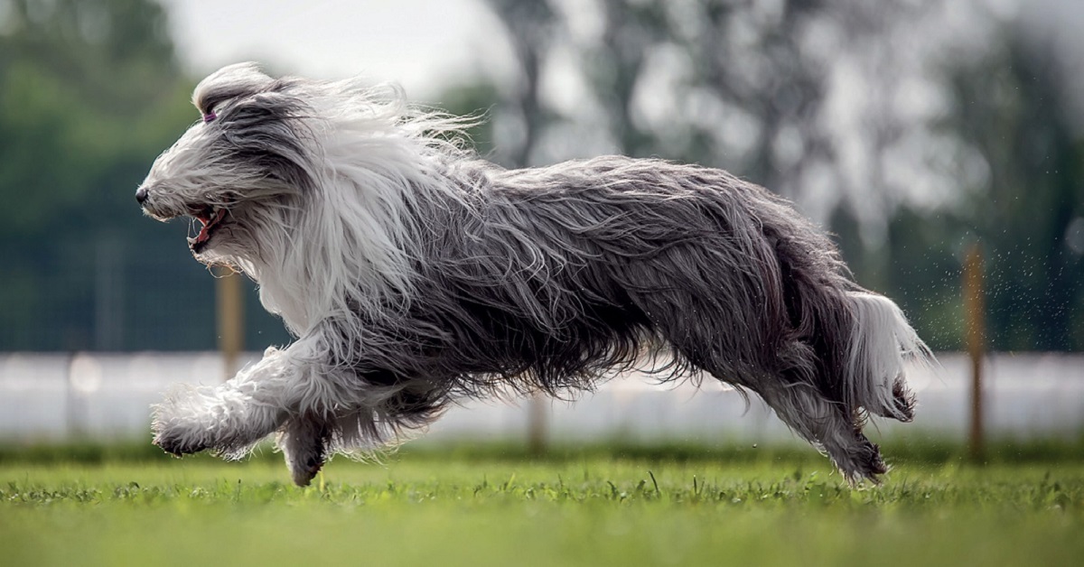 Peli davanti agli occhi del cane, quando diventano un problema e bisogna intervenire