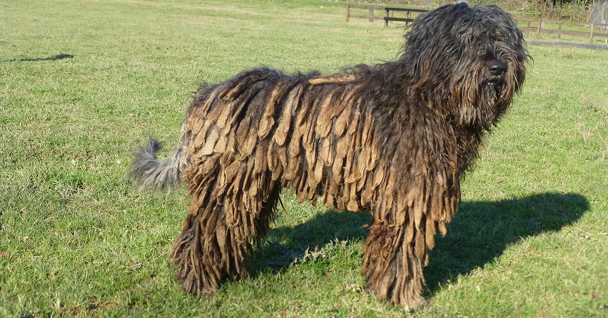 pelo del cane con nodi