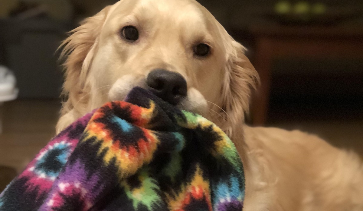 cane con la coperta in bocca