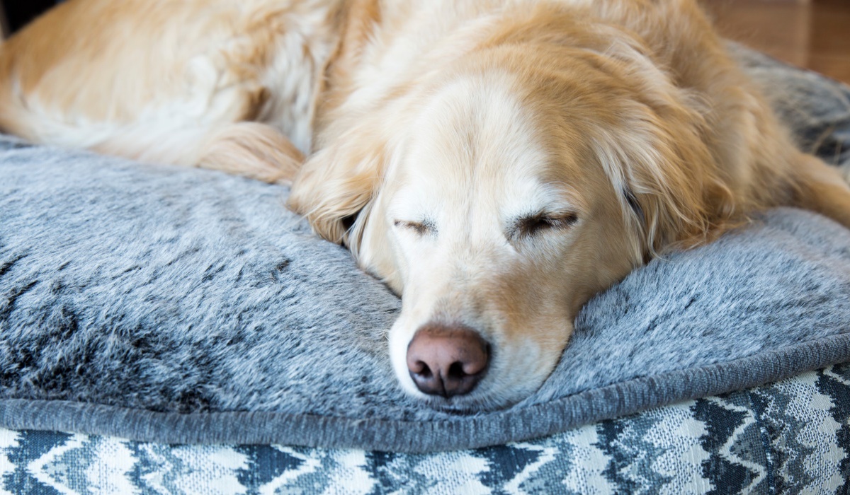 golden retriever che dorme