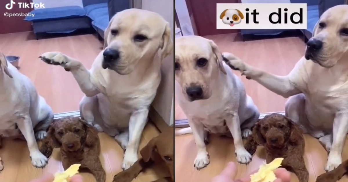 Un Labrador spia accusa l’amico di aver rotto un oggetto e l’altro lo prende a testate (VIDEO)