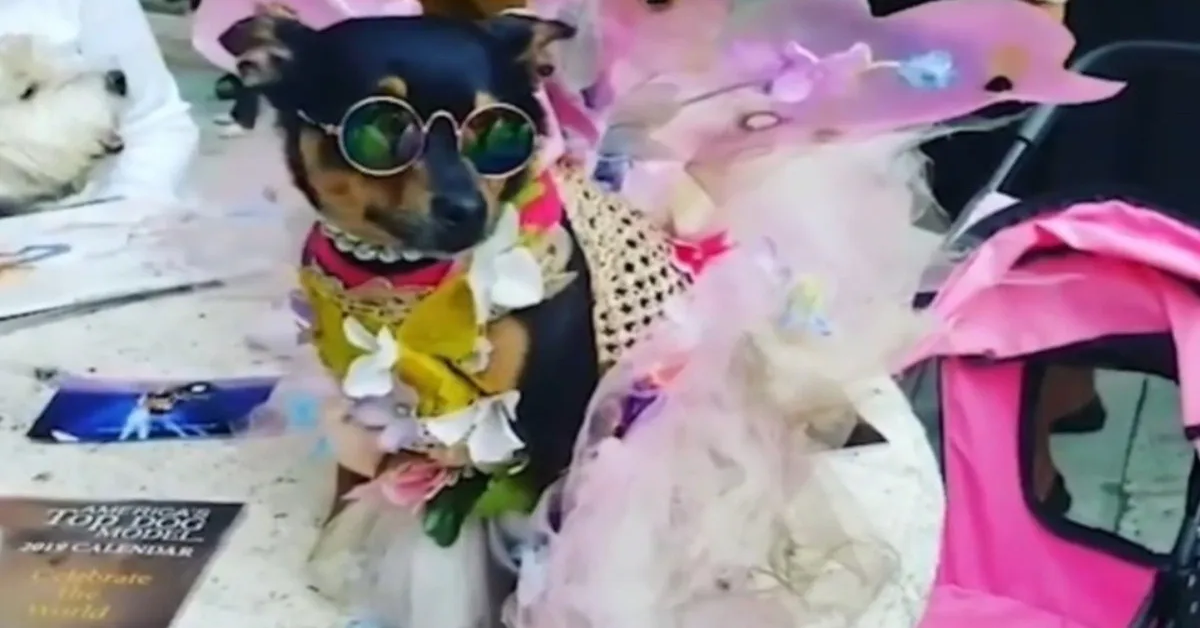 Il cucciolo di Chihuahua adottato che è diventato un’icona fashion (VIDEO)