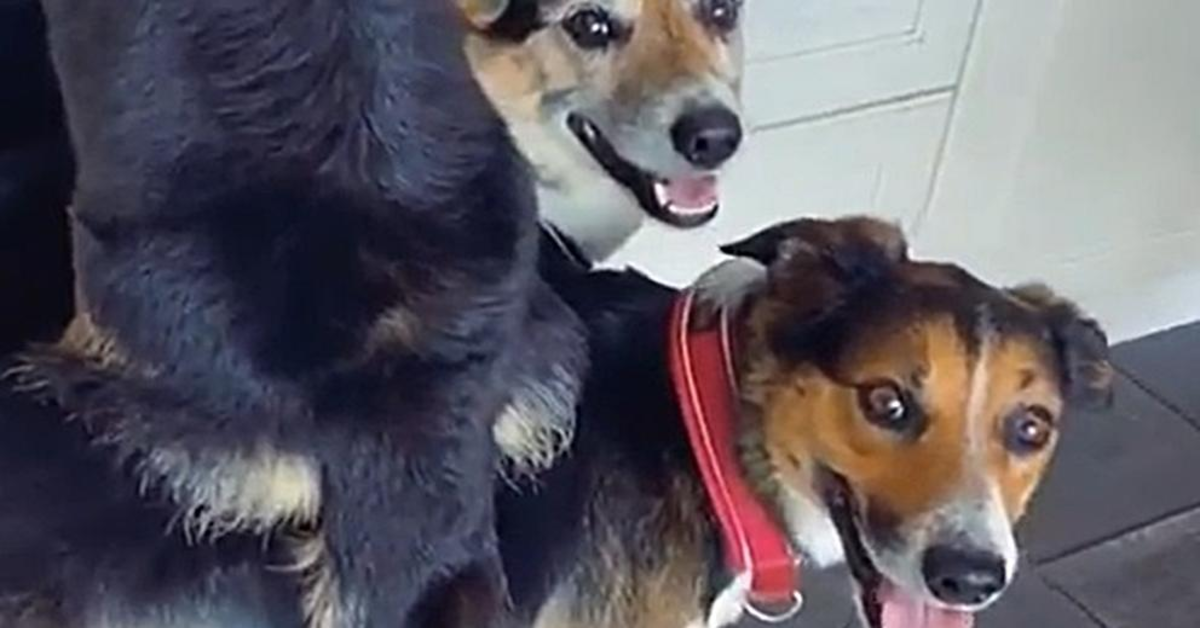 Tre cuccioli di cane lavorano “in squadra” per rubare un succulento bottino (VIDEO)
