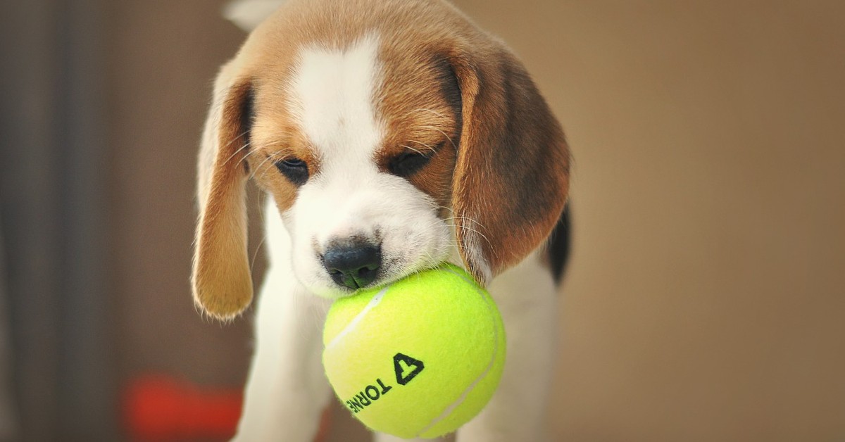 Il tenero cucciolo di Beagle che non ne vuole sapere di svegliarsi (VIDEO)