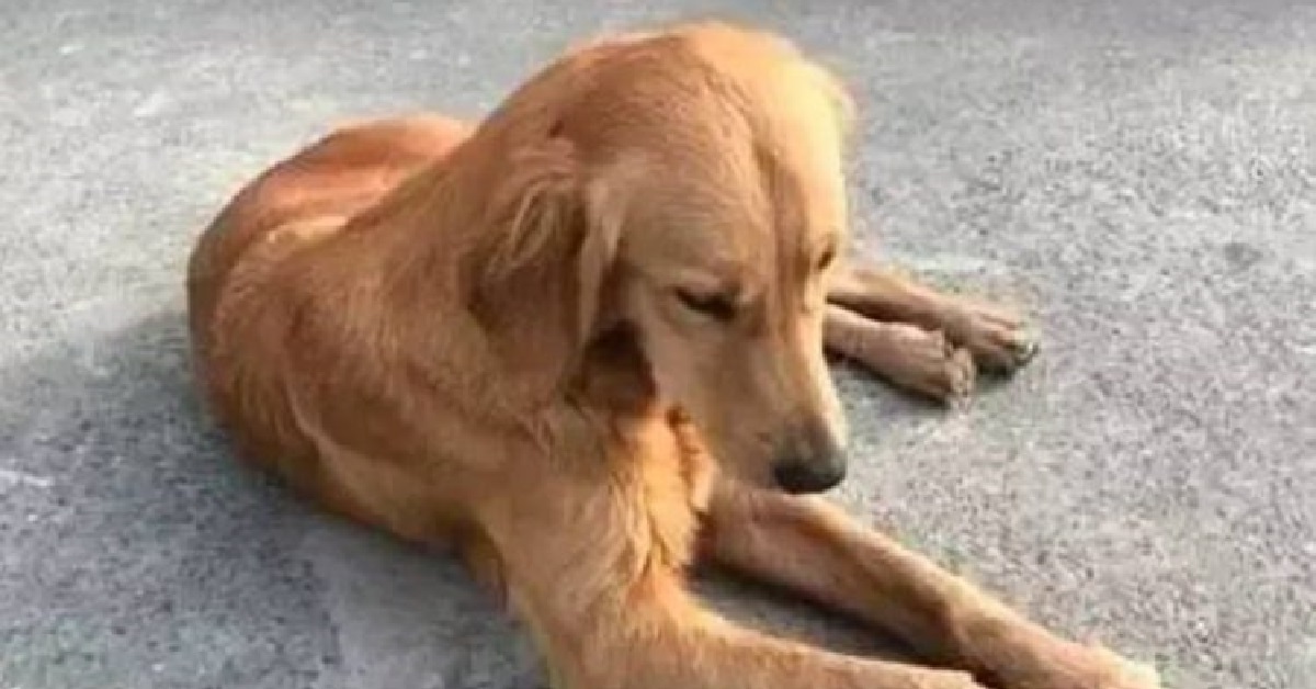 Ping An, la Golden Retriever che ha percorso 100km per tornare a casa (VIDEO)