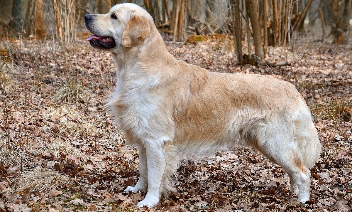 tenero cucciolo foto