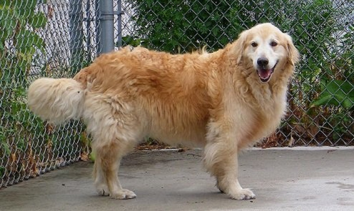 golden retriever foto