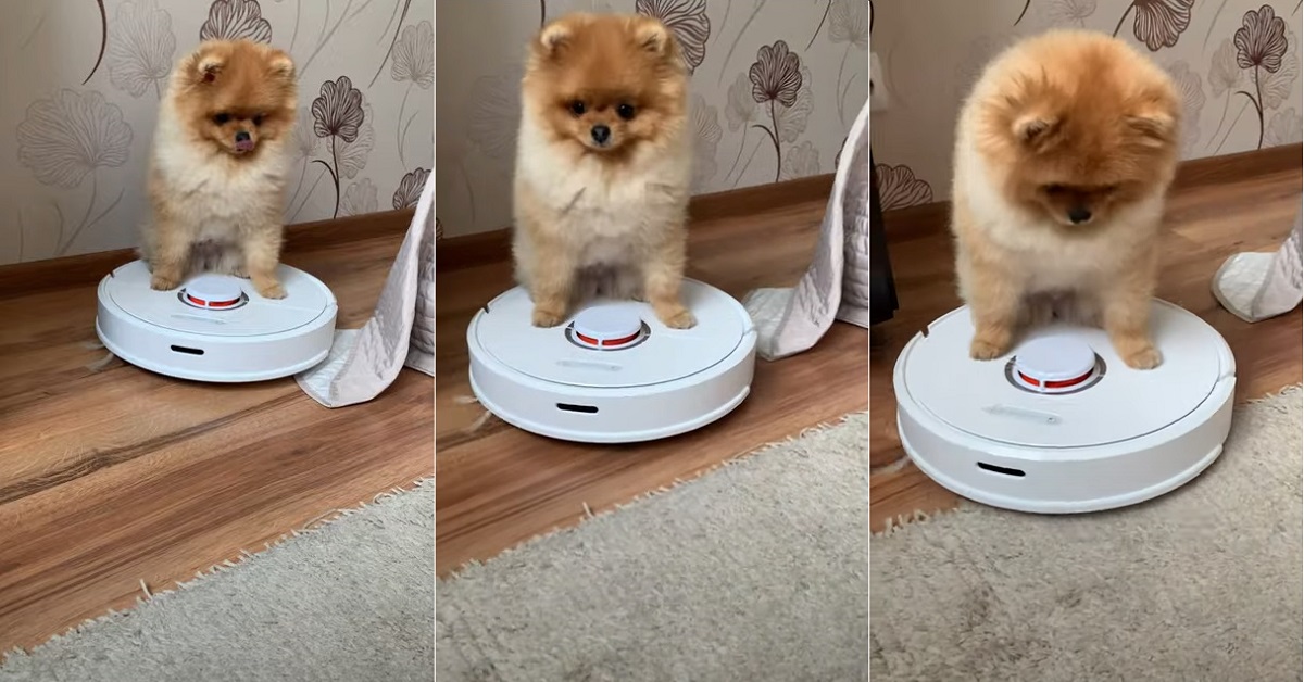 Il cucciolo di pomerania si diverte a salire su roomba (VIDEO)