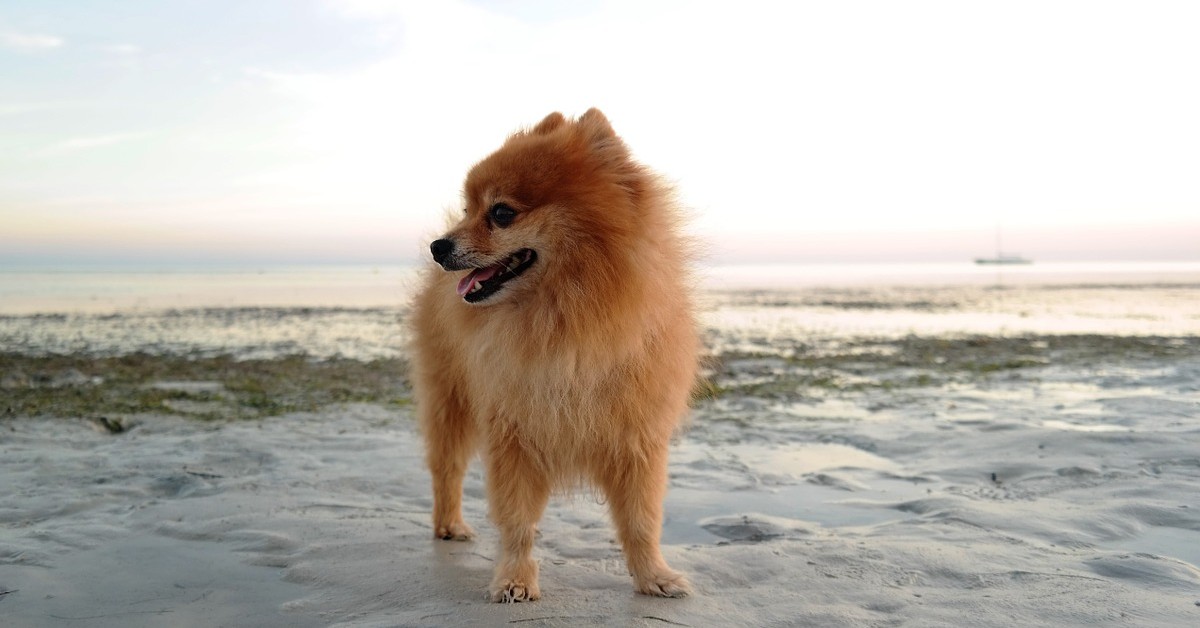 pomerania