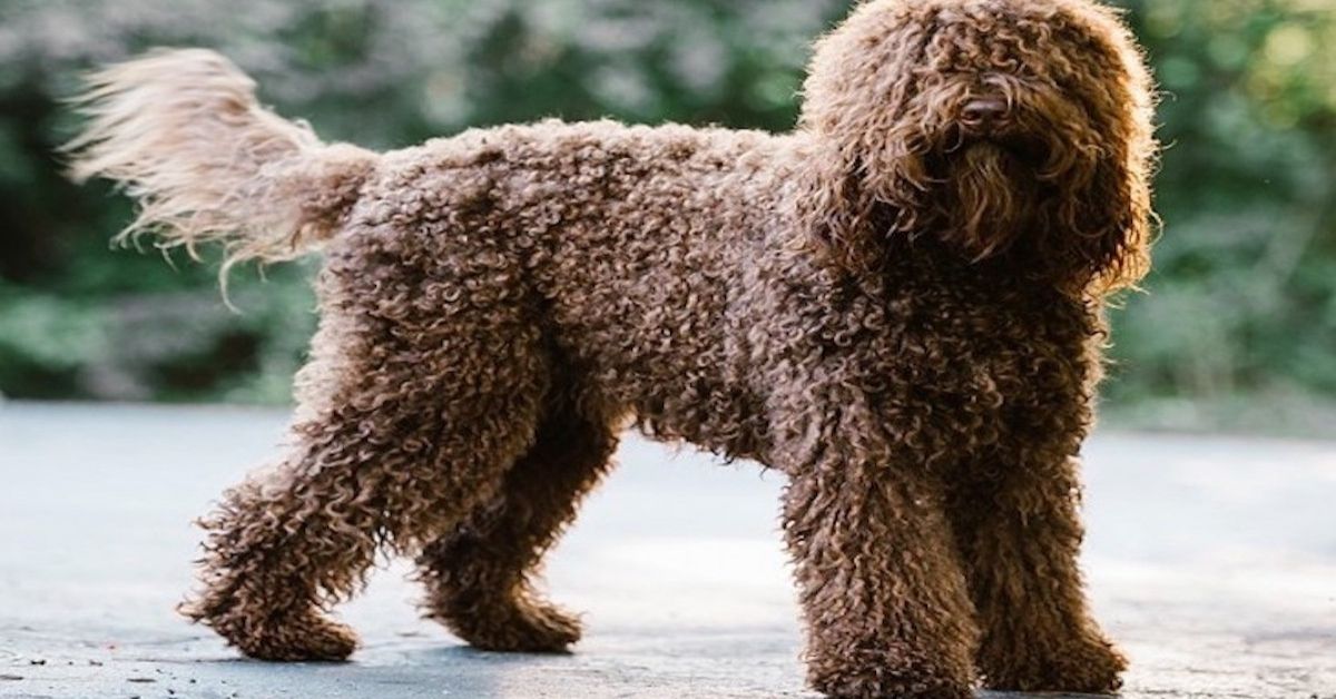 Prendersi cura di un Barbet: come farlo alla perfezione, tutti i consigli utili