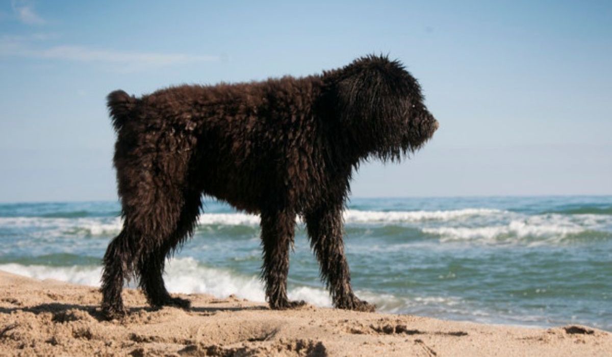 cagnolone nero in spiaggia