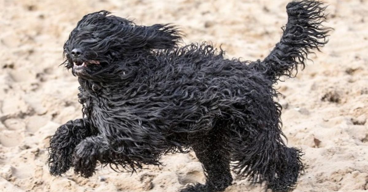 barbet pelo scompigliato