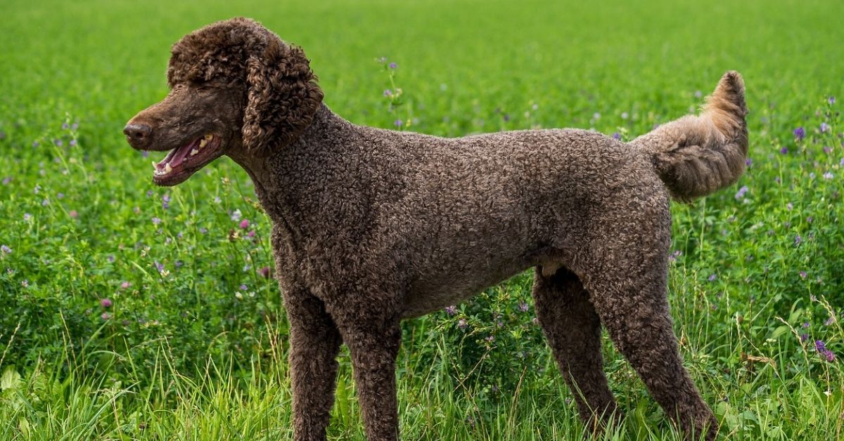 Prendersi cura di un Barbone: come farlo alla perfezione, tutti i consigli utili