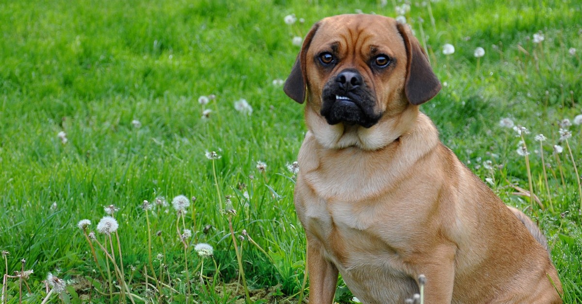 cuccioli di puggle