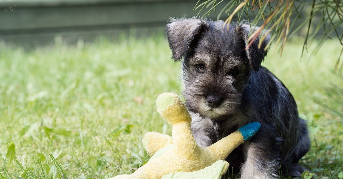 cuccioli di schnauzer come addestrarli