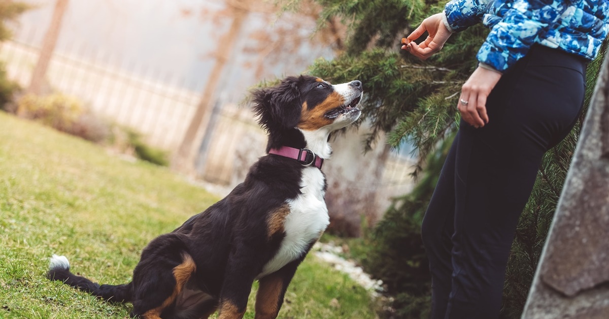 Quanto costa addestrare un cane e a chi bisogna rivolgersi?