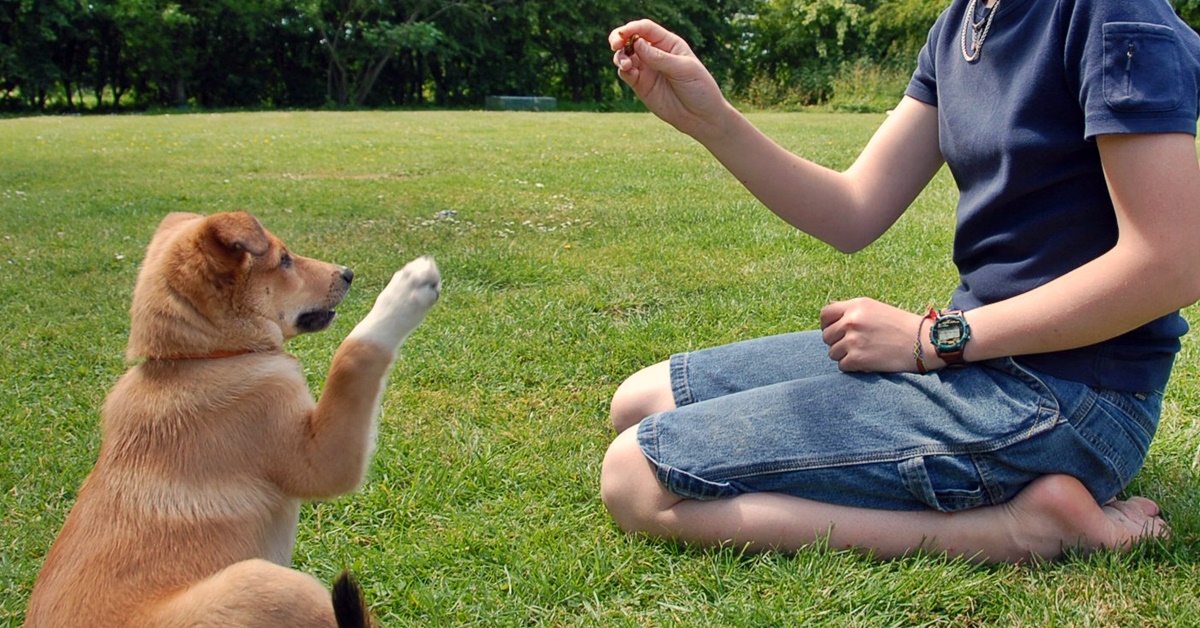 addestrare un cucciolo