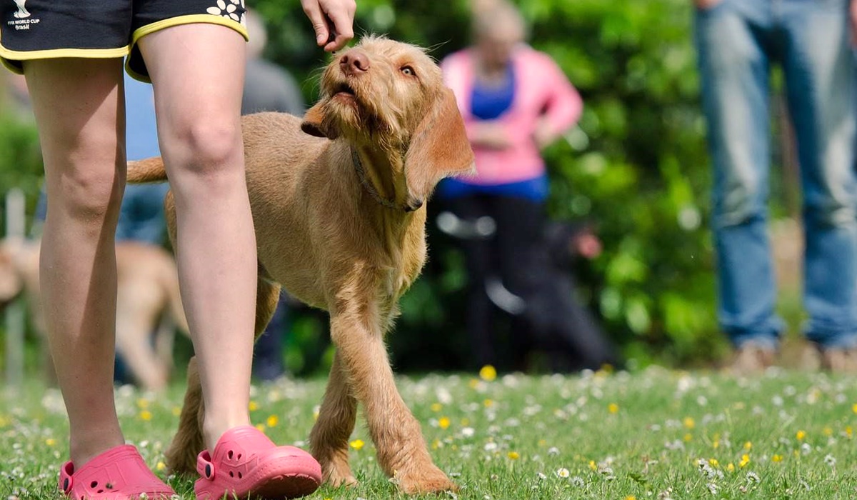 cane cammina accanto alla sua padrona