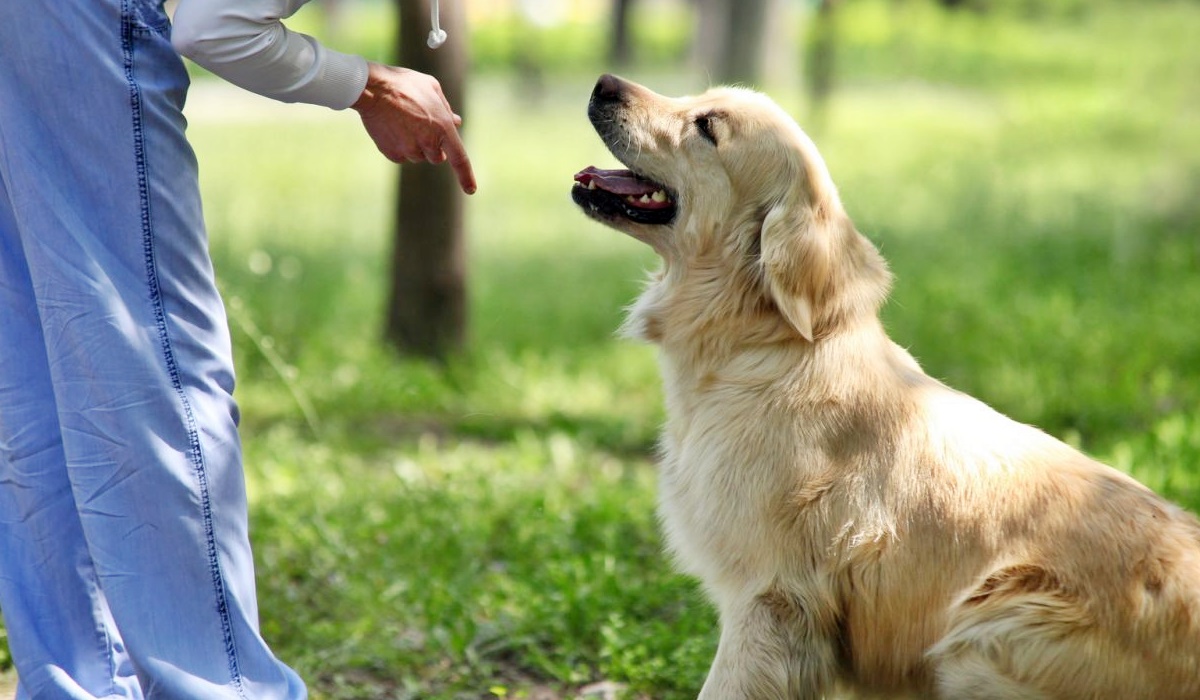 insegnare al cane i comandi base