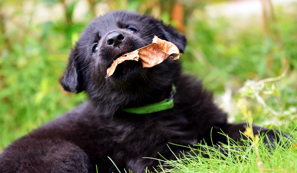cucciolo di cane che mangia una foglia