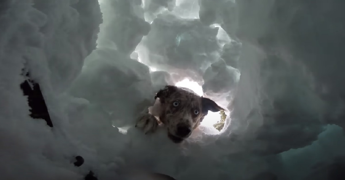 Questo cucciolo di cane salva vite umane in caso di valanghe, nel video il suo spettacolare addestramento
