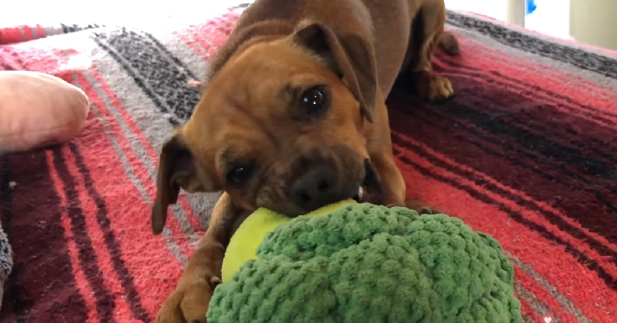 Questo cucciolo di cane viveva in un cantiere, un uomo ha registrato in video il suo difficile salvataggio