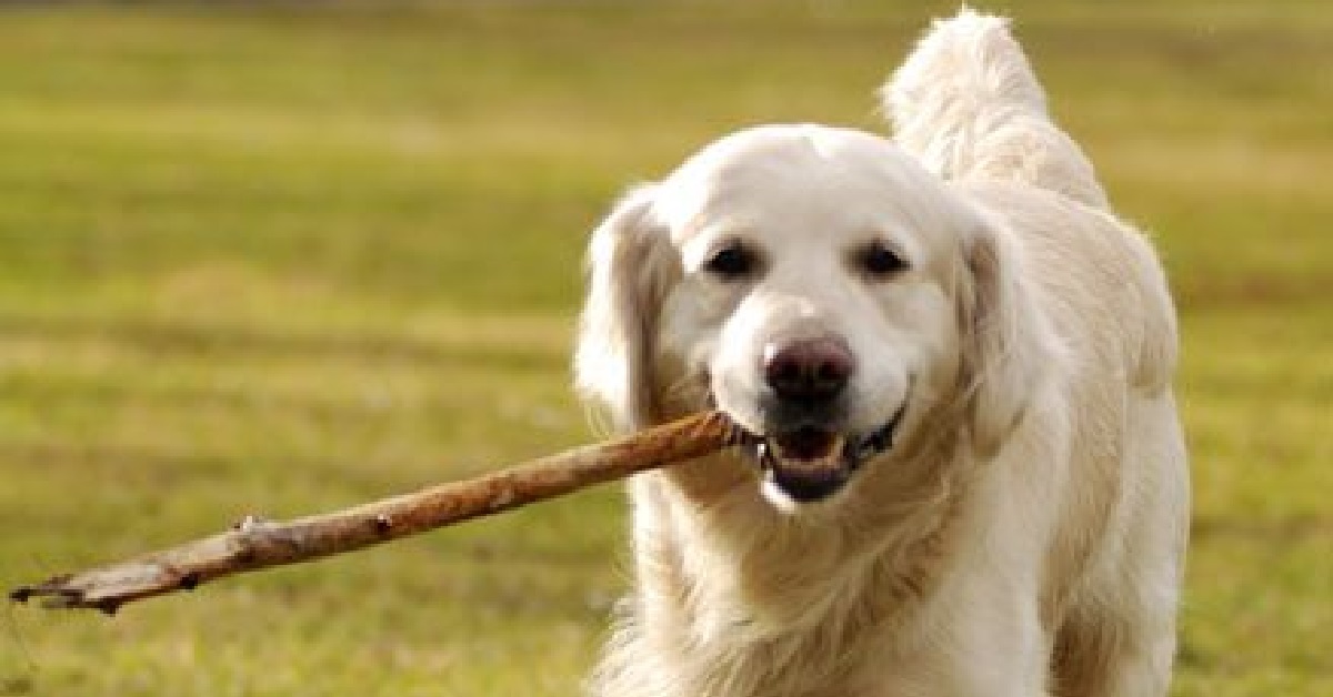 Questo cucciolo di Golden Retriever è entusiasta di aver trovato un ramo e ci mostra tutta la sua felicità in video