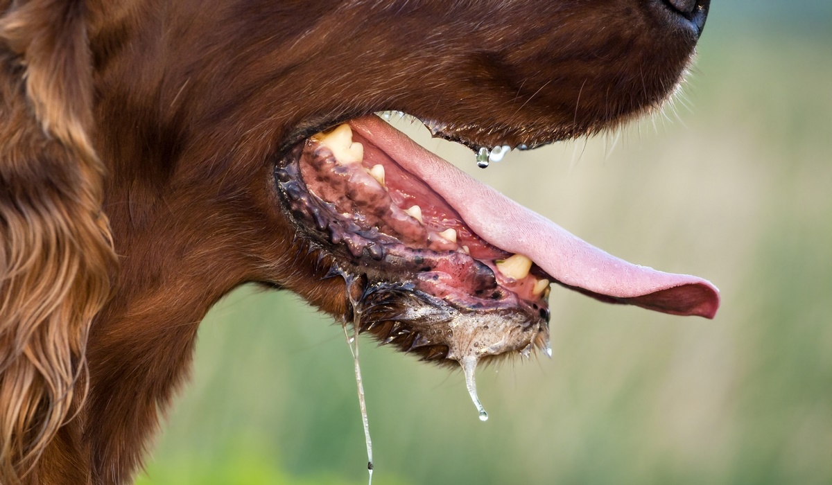 cane con la schiuma alla bocca
