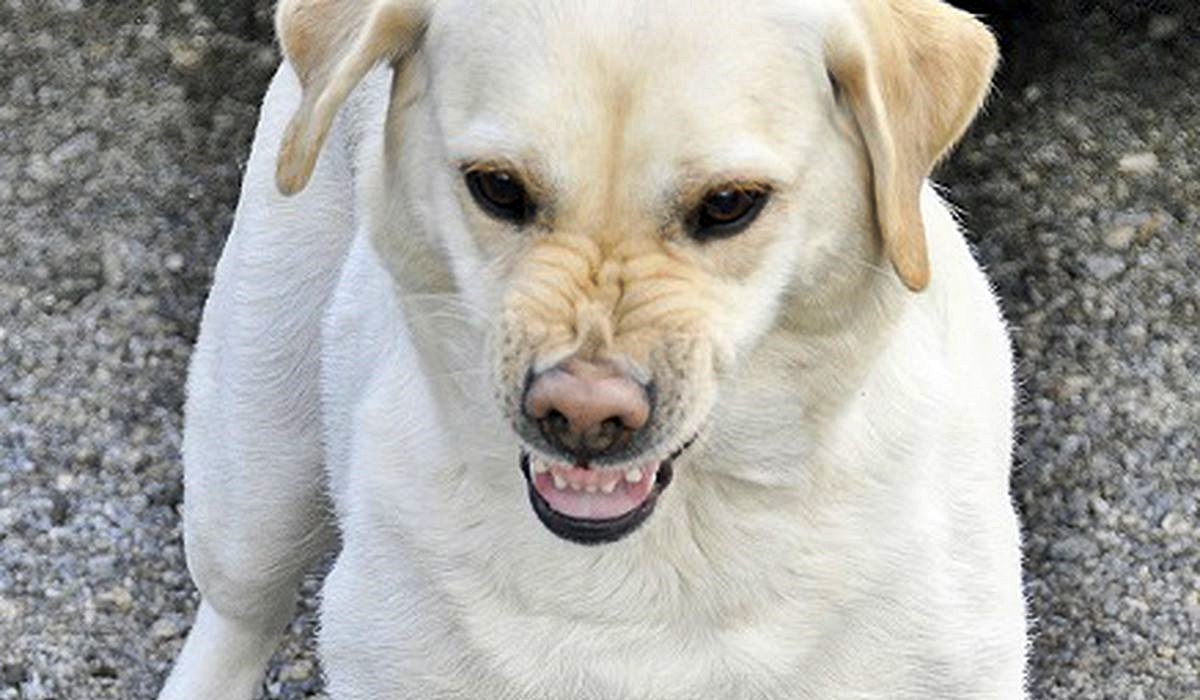 cane con la rabbia