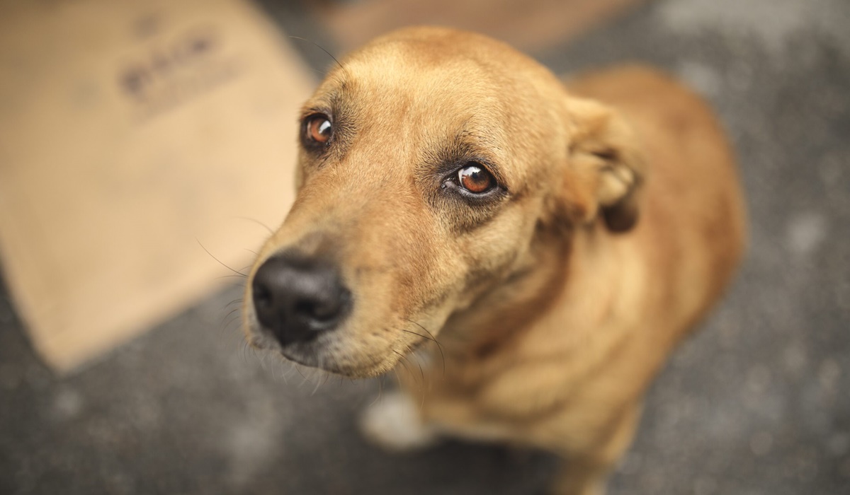 cane con l'espressione triste