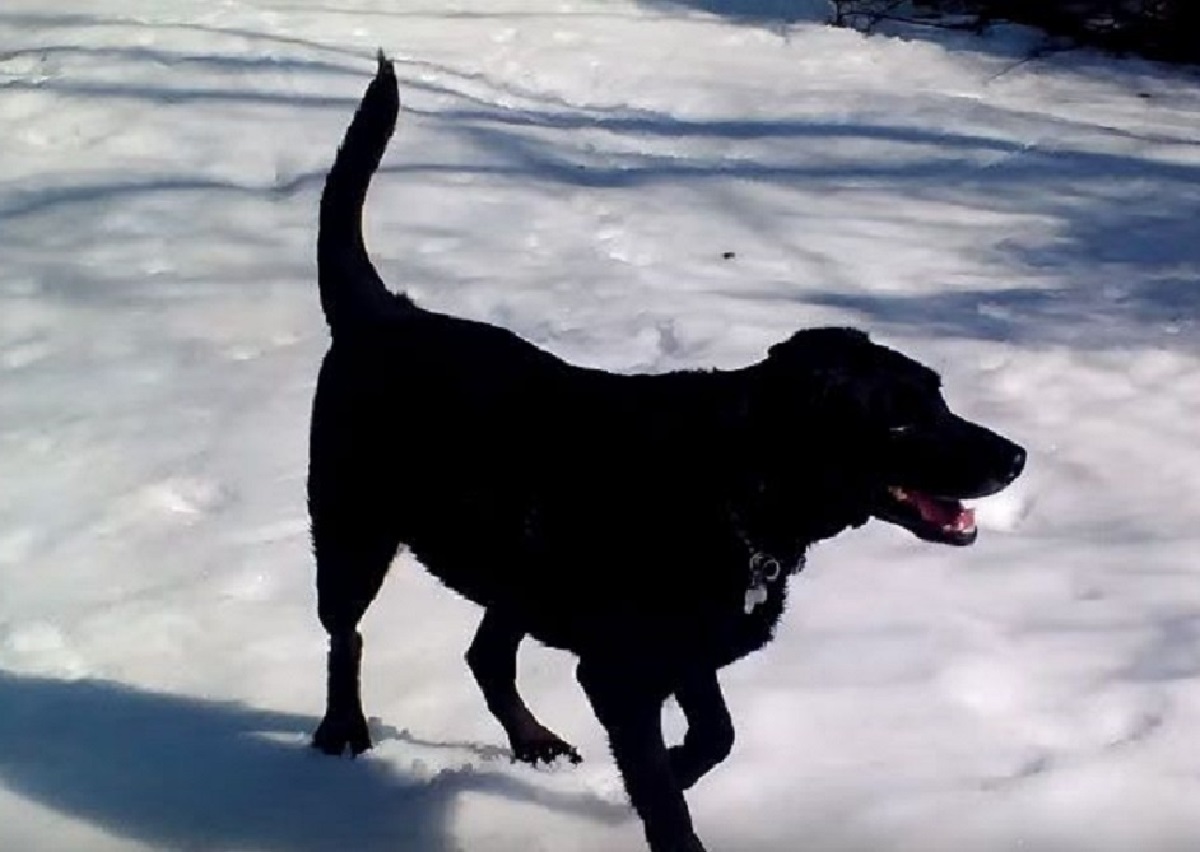 rafi cane esce per giocare neve