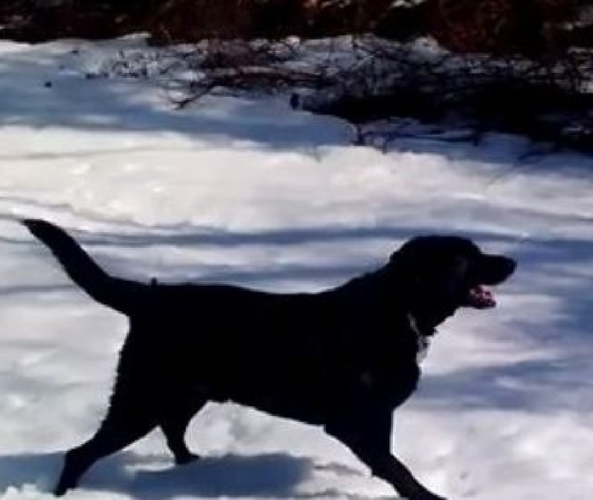 rafi cucciolo labrador passione unica