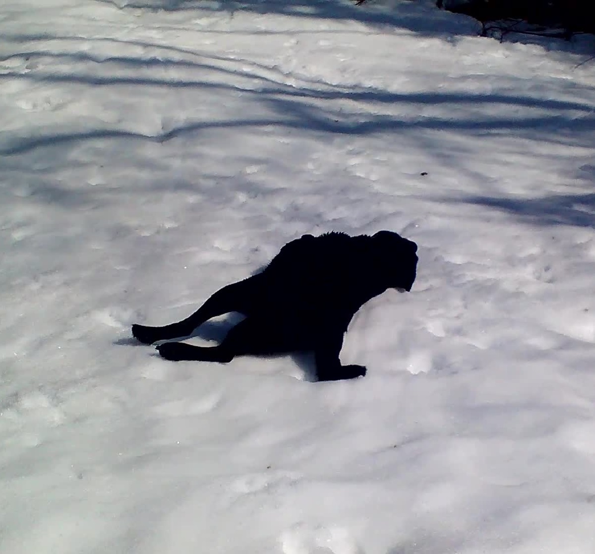rafi cane labrador scivola neve fresca