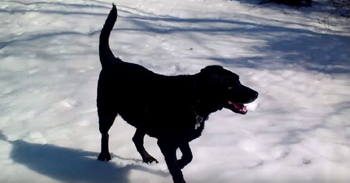 Rafi, il simpatico Labrador che scivola sulla neve (VIDEO)