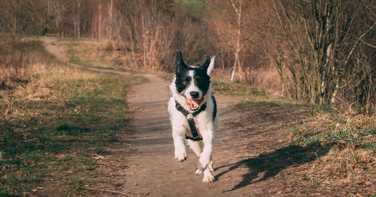 cagnolino che litiga con tutti