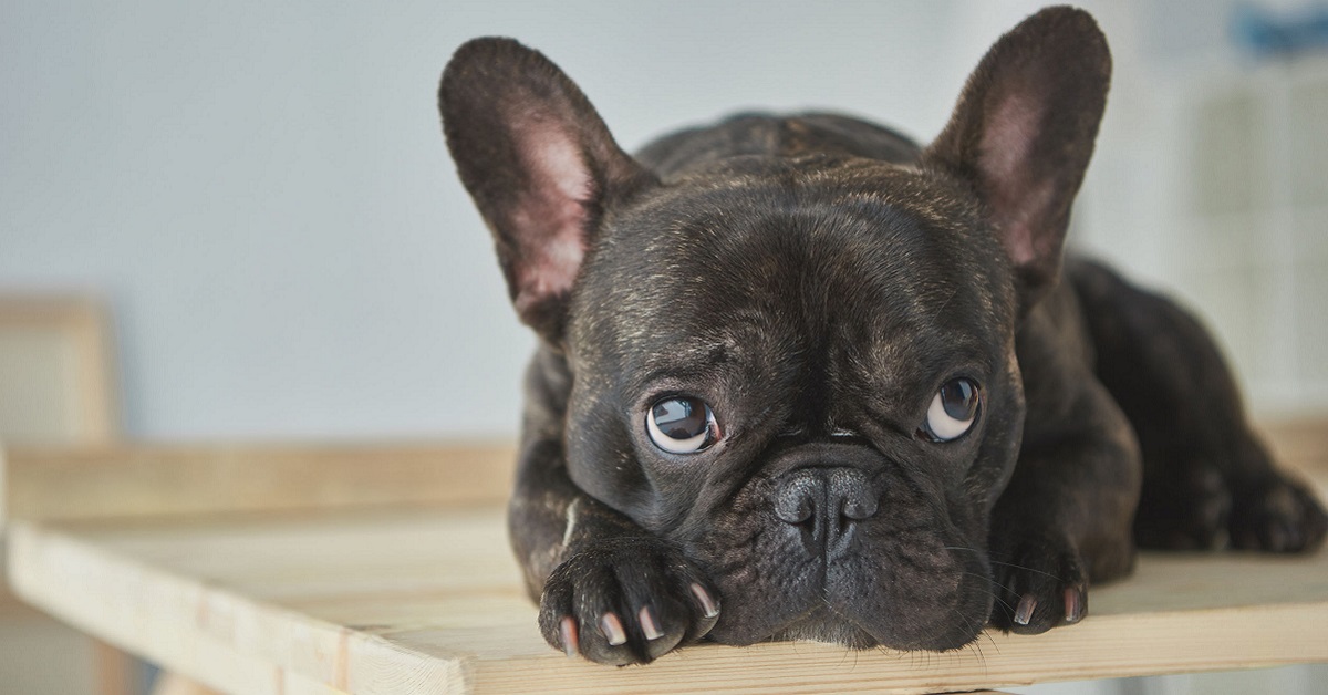 Razze di cani con il muso schiacciato: tutti i quattro zampe con questa caratteristica