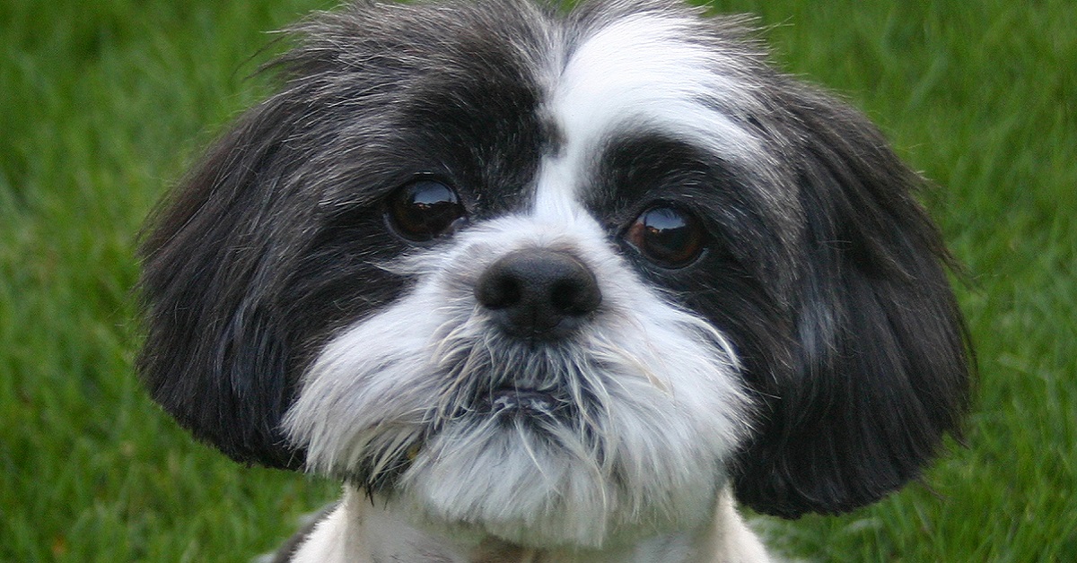 cane shih tzu