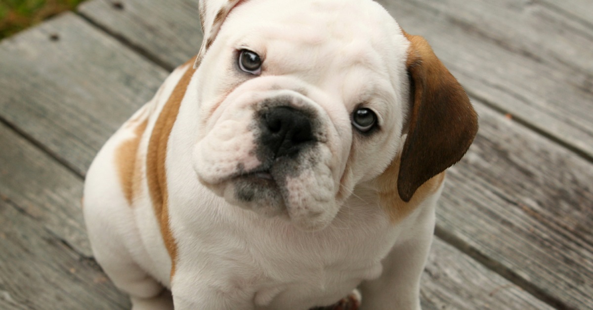 cucciolo di cane bulldog inglese