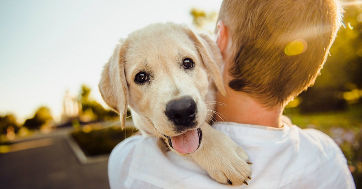 cucciolo di cane in braccio