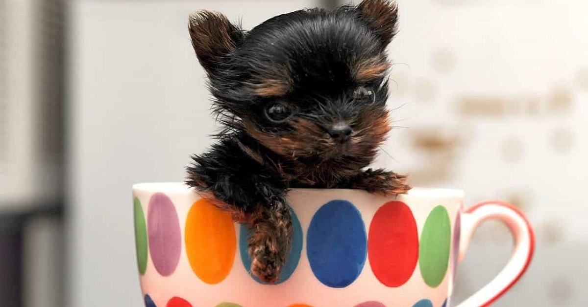 Regalare un cucciolo di cane è una buona idea oppure no? Cosa sapere