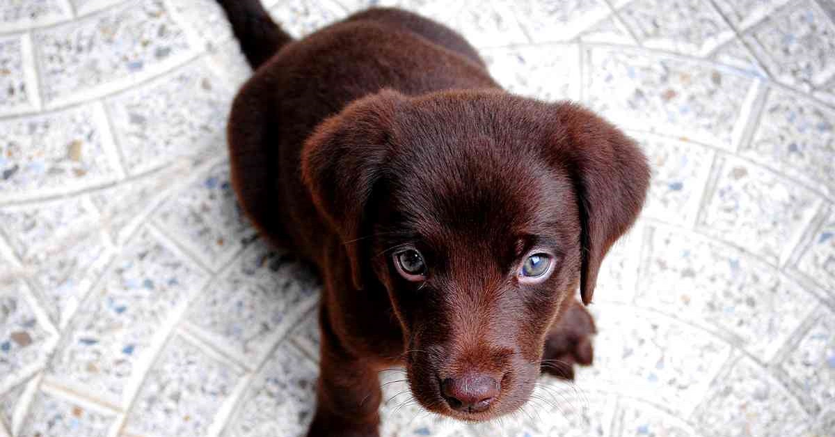 cucciolo di cane marrone