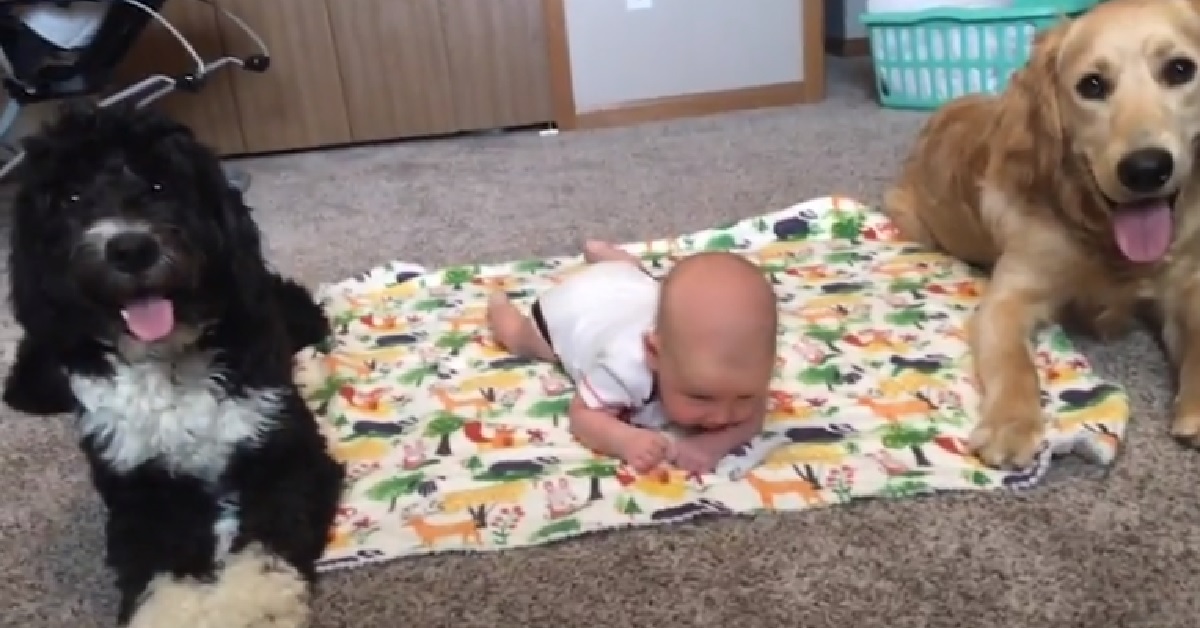 Remy e Zero, i due cagnolini migliori amici di un bambino (VIDEO)