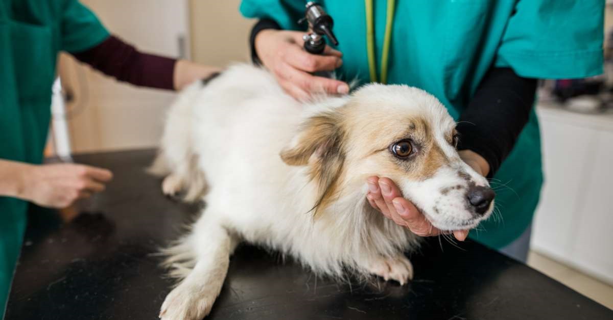 cane dal veterinario