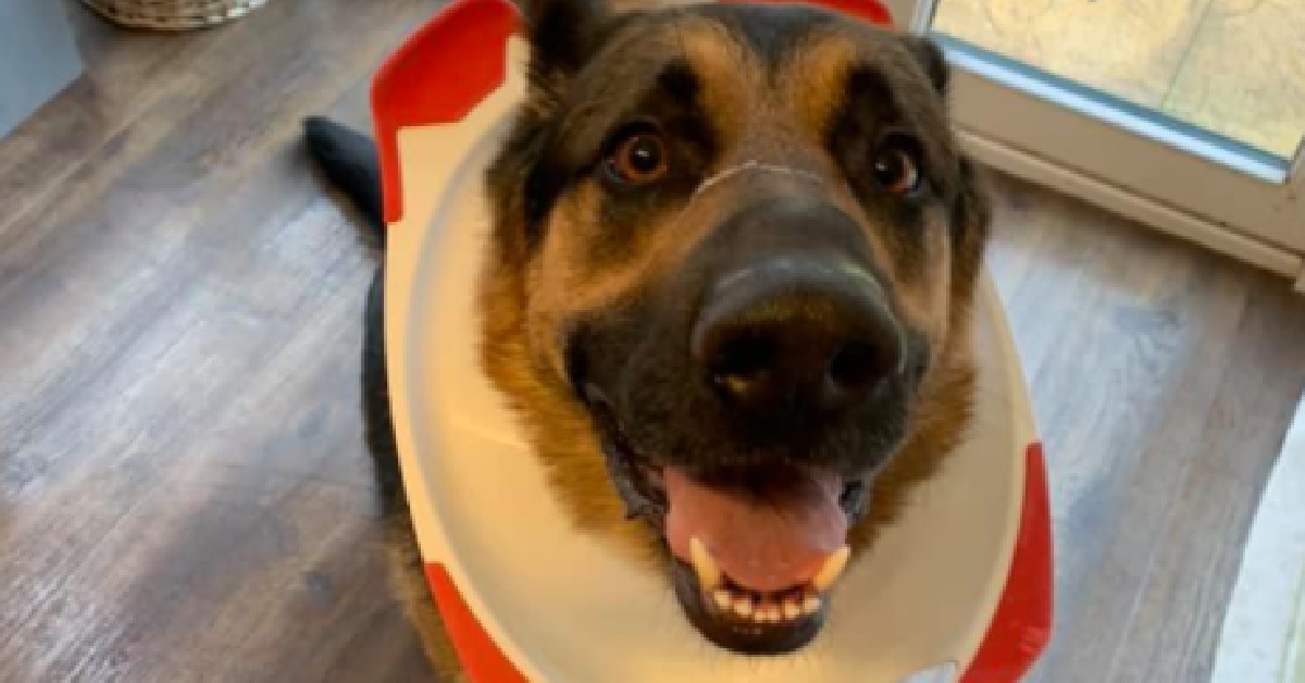 Rocky, il cucciolo pastore tedesco ha problemi con la tavoletta del bagno (FOTO)