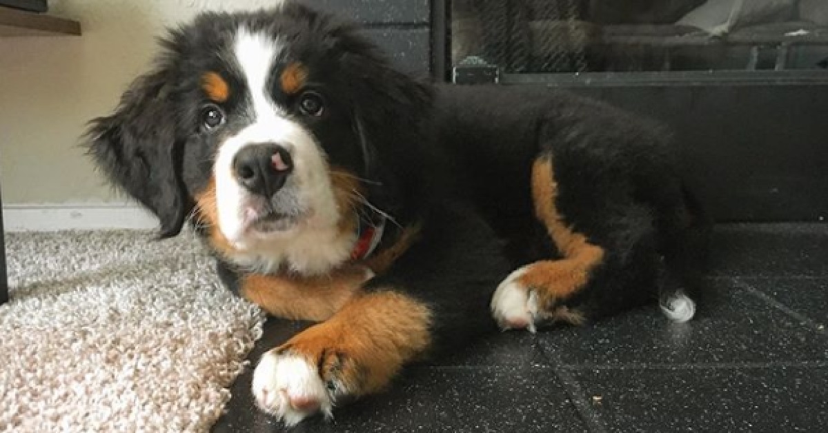 Roosevelt, il cucciolo Bovaro del Bernese stupisce i social (FOTO)