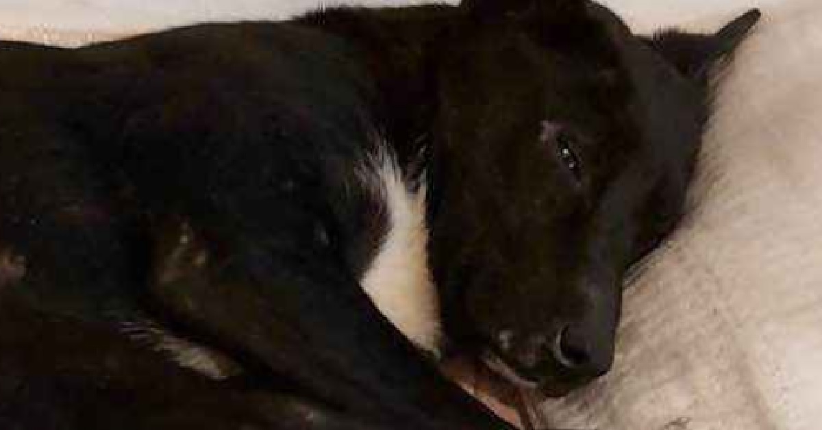Rudi, il cane salvato dopo un grave incidente in autostrada (VIDEO)