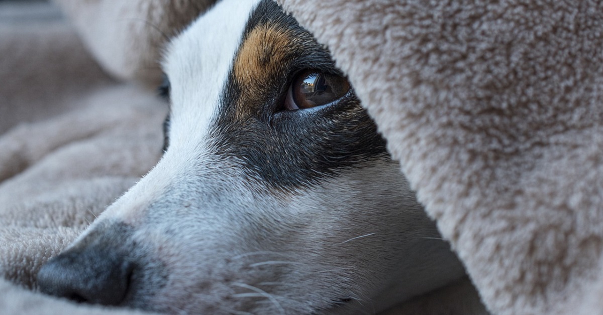 Il salvataggio del cane picchiato e abbandonato (VIDEO)