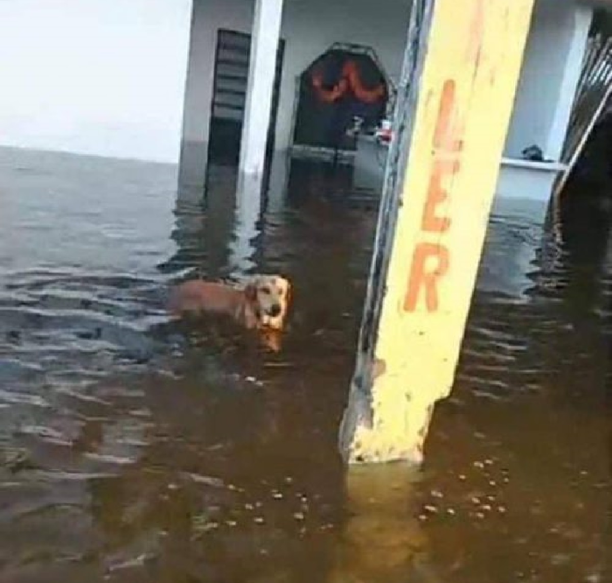 maximo cucciolo soccorritori benevoli