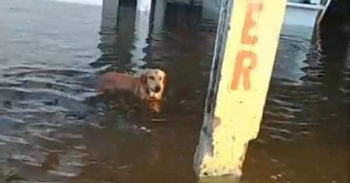 Salvato all’ultimo, il cucciolo di cane continua a tornare a casa per un motivo sconvolgente