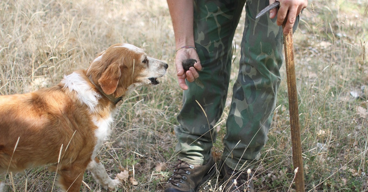 Scegliere un cane da tartufo: cosa valutare e che abilità deve avere